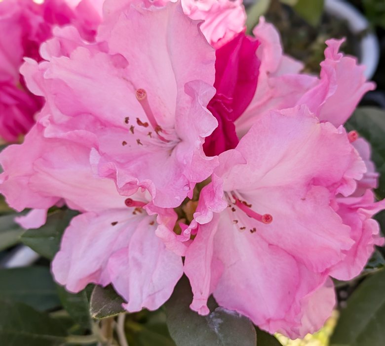 楽天市場】孔雀サボテン（クジャクサボテン） 藤娘(フジムスメ） 5号鉢