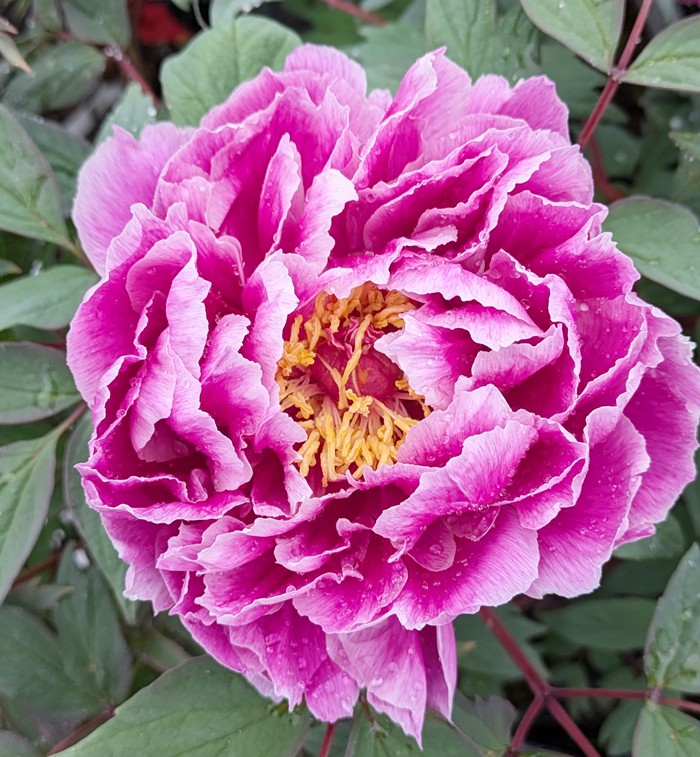 送料無料　中国古玩 鳳凰牡丹図七宝花鉢 植木鉢 牡丹（ぼたん）：麟鳳（りんぽう）3～4年生苗7号鉢植え の通販