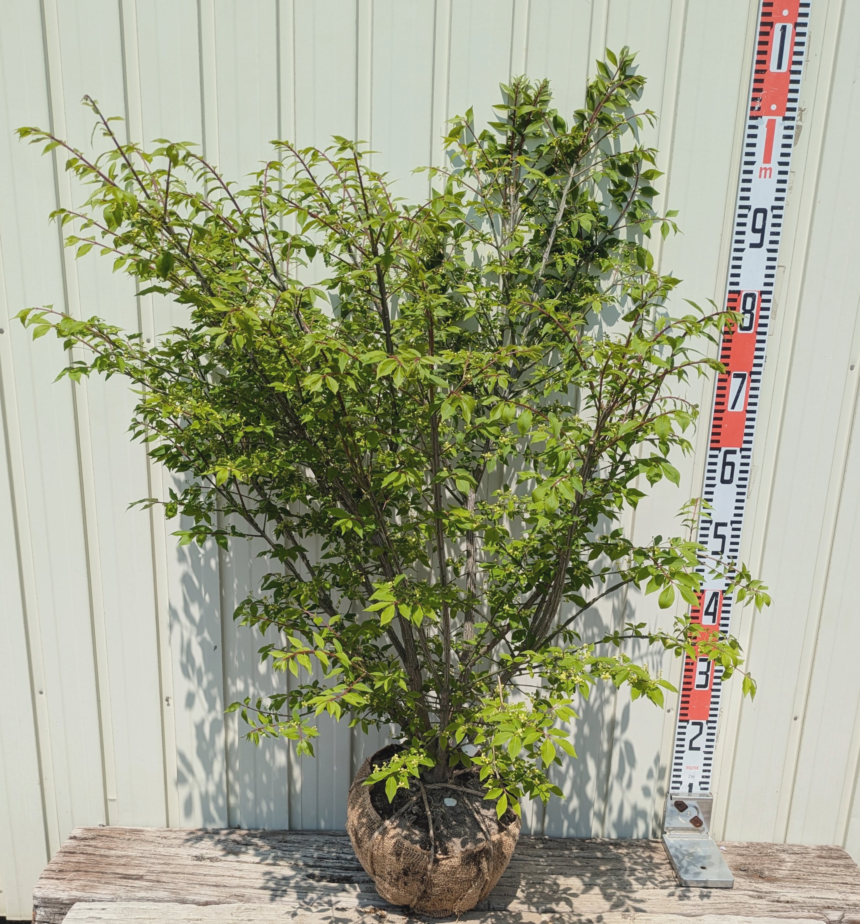 楽天市場】盆栽 特選：錦木（ニシキギ）*現品 にしきぎ Euonymus