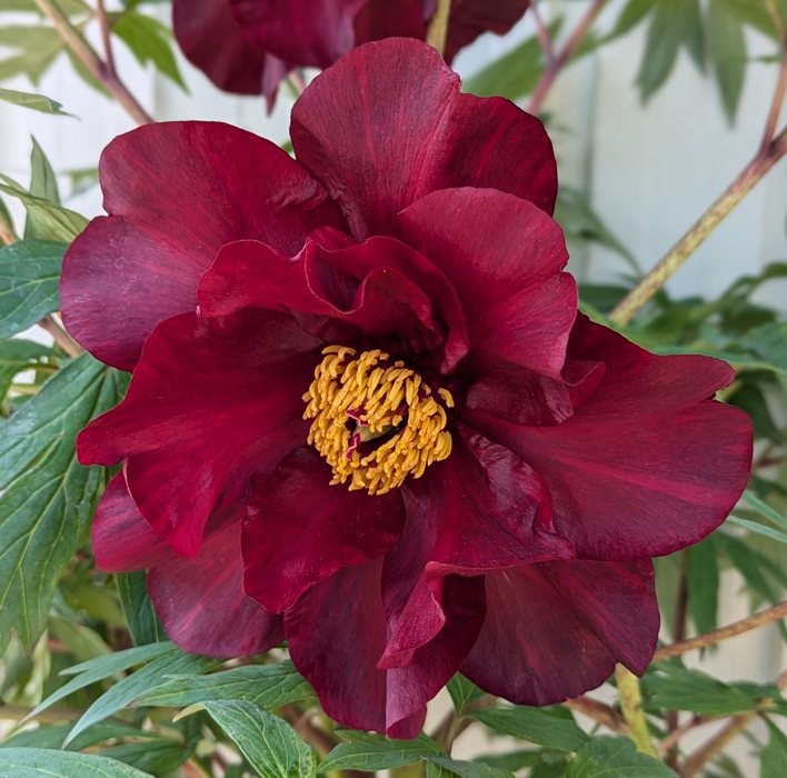 楽天市場】【花終わり】ボタン(牡丹) 苗木 金晃(キンコウ) 7号 : 千草園芸