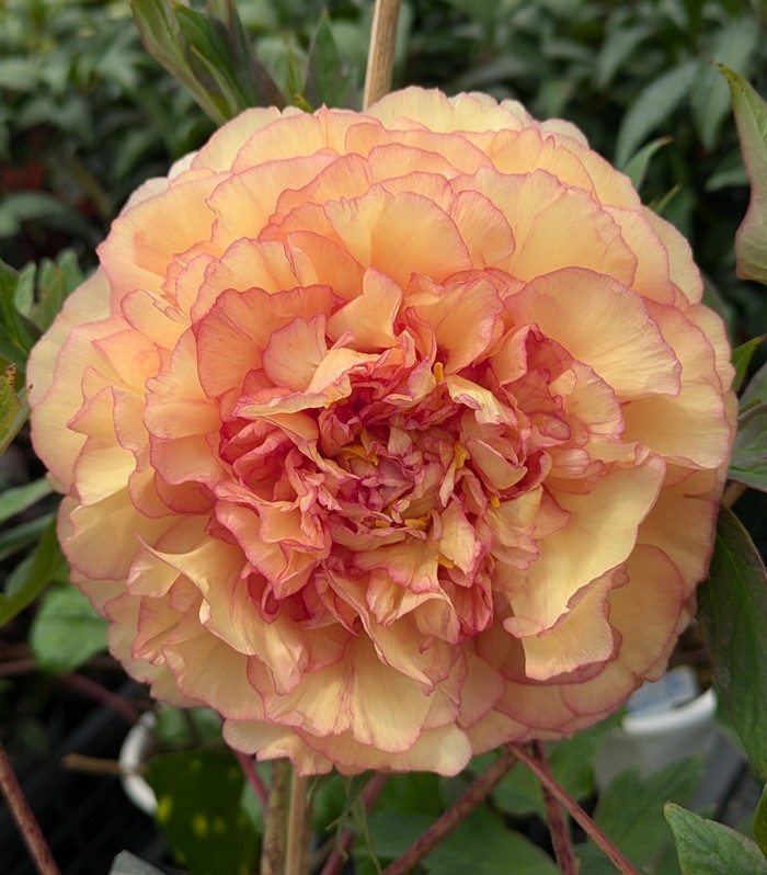 楽天市場】【花終わり】ボタン(牡丹) 苗木 ゴールデンアイルズ 8号大苗