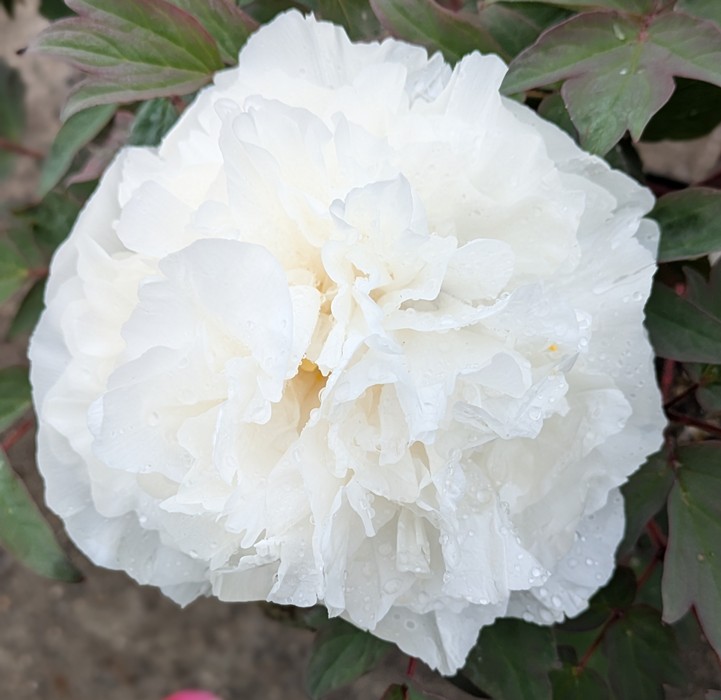 塚本　吉廣　牡丹 塚本 吉廣 牡丹 BIT LOAFER