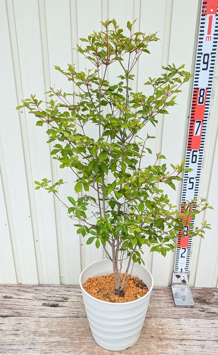 楽天市場】ドウダンツツジ 苗木 樹高70cm 《根巻き苗、花、紅葉