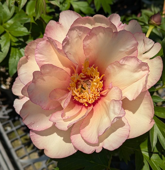 楽天市場】芍薬苗（シャクヤク苗） コーラルチャーム 5芽 6号苗