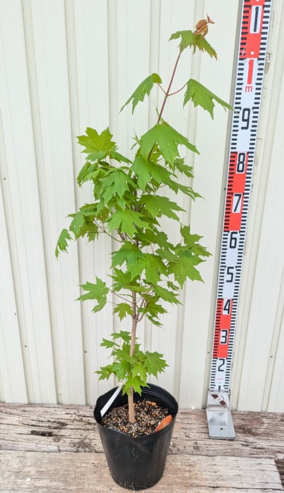 イロハモミジ　５本立ち イロハモミジ 5本立ち H1.4m - メルカリ