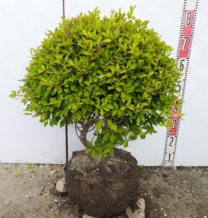 ツルウメモドキ苗 楽天市場】ツルウメモドキ 9cmポット幼苗 数量割引あり/樹高3cm