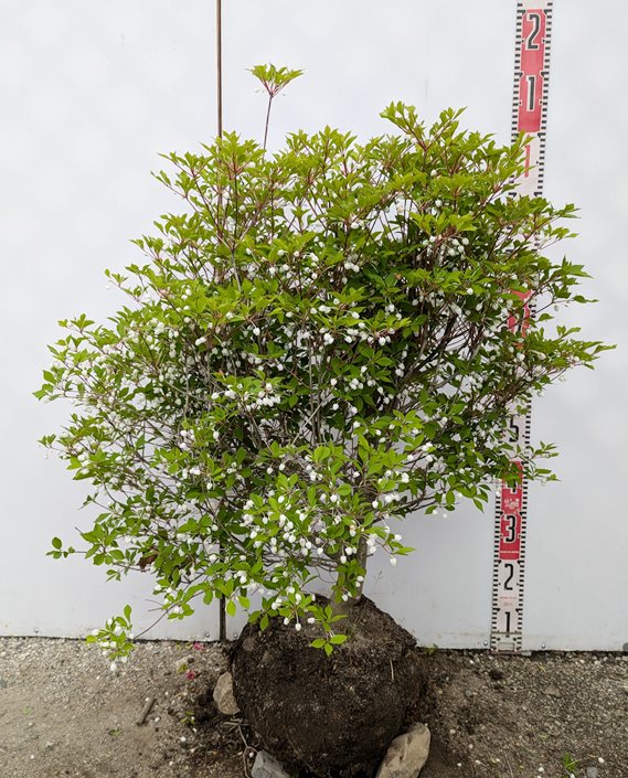 楽天市場】【現品】ドウダンツツジ 苗木 W60cm×D50cm×H90cm R713《花