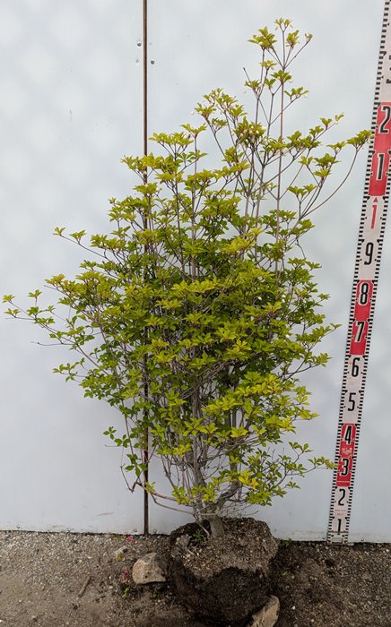 楽天市場】【現品発送】紅更紗ドウダンツツジ（ベニサラサ