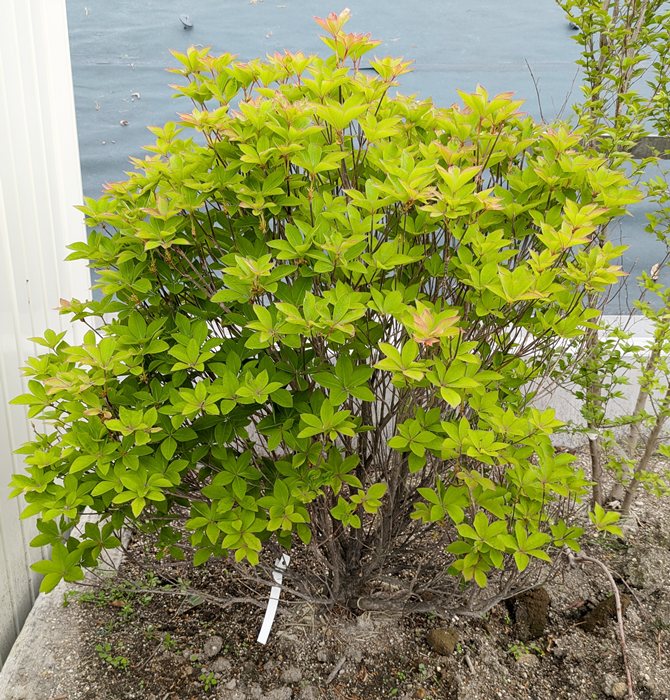 アカヤシオツツジ/大株【現品発送】管理70497