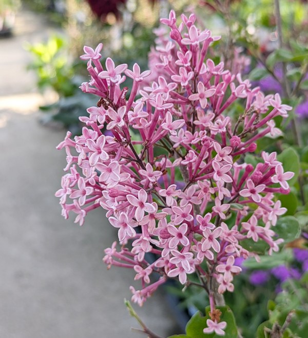 ライラック　　木臼 ライラック 木臼 ライラック 木臼 ライラック