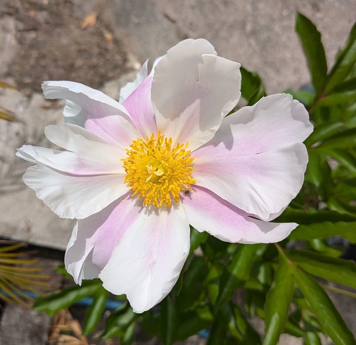 芍薬苗　リヨウスイ Amazon.co.jp: 花 苗 芍薬 18cmポット 赤花種 花苗 大株