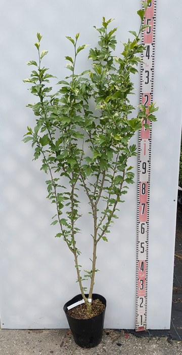 楽天市場】斑入りムクゲ ローズオブシャロン シュガーディップ 苗木 6