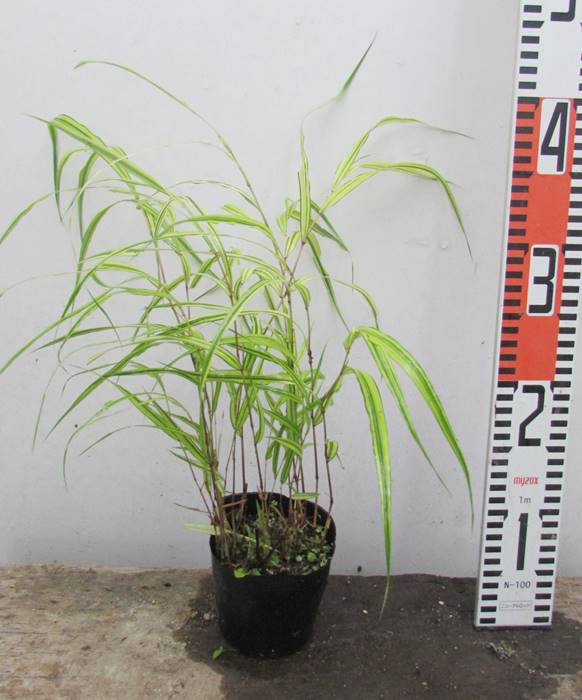 予約販売品 斑入りフウチソウ 10 5cmポット 14本セット 送料無料 保付 植木 庭木 Absoluteapplianceservices Com