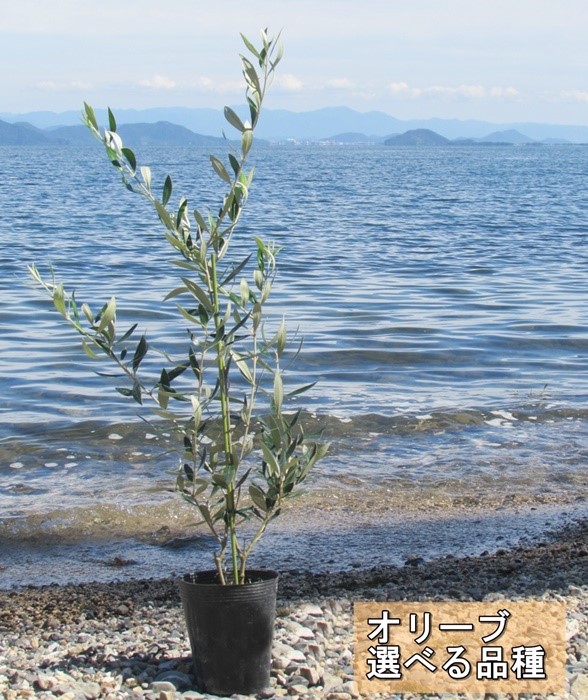 楽天市場】【現品発送】サイカス タイシルバー（タイ原産銀葉ソテツ