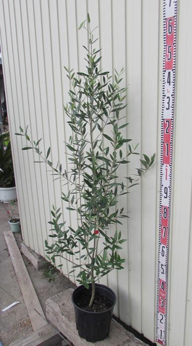 現品 オリーブの木 オリーブの木 ひなかぜ ヒナカゼ 果物の苗物 1 3m 8号 千草園芸成長が早く 苗物 直立で美しい樹形が特徴の新品種