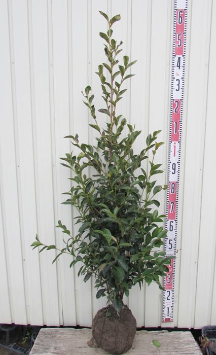 楽天市場 榊 サカキ 苗木 1 2m 千草園芸