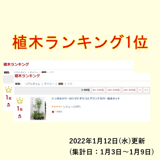 楽天市場 シンボルツリーのシマトネリコとグランドカバー低木セット 福袋 植物8個 季節の一年草２個プレゼント 千草園芸