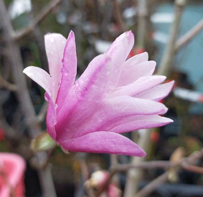 楽天市場 姫コブシ ヒメコブシ シデコブシ ピンク 苗木 7号ポット植え Z4 2 千草園芸