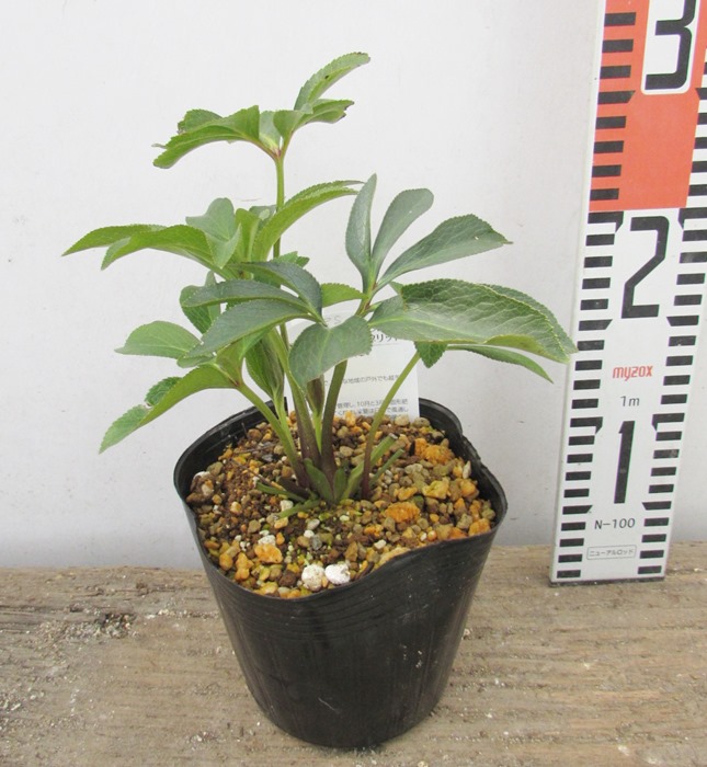 楽天市場 クリスマスローズ 実生苗 アプリコット系 ダブル咲き 八重咲き 4 5号苗 E9 千草園芸