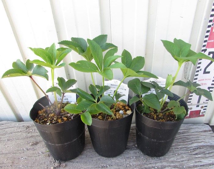 楽天市場 クリスマスローズ 実生苗 一重咲き シングル咲き 3 5号苗 3株セット D08 千草園芸