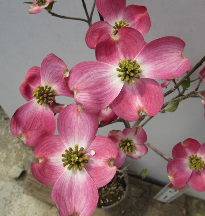 楽天市場 花芽なし 花水木 ハナミズキ 苗木 アップルブロッサム ピンク花 6号 シンボルツリーに最適な植木 苗木のアメリカハナミズキ 千草園芸