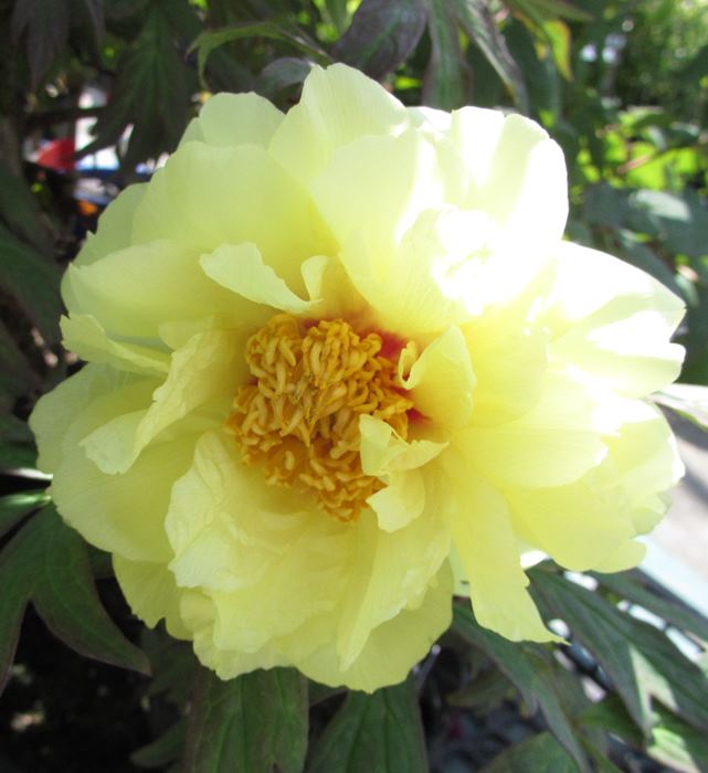 楽天市場】ボタン(牡丹) 苗木 社（ヤシロ）7号 : 千草園芸