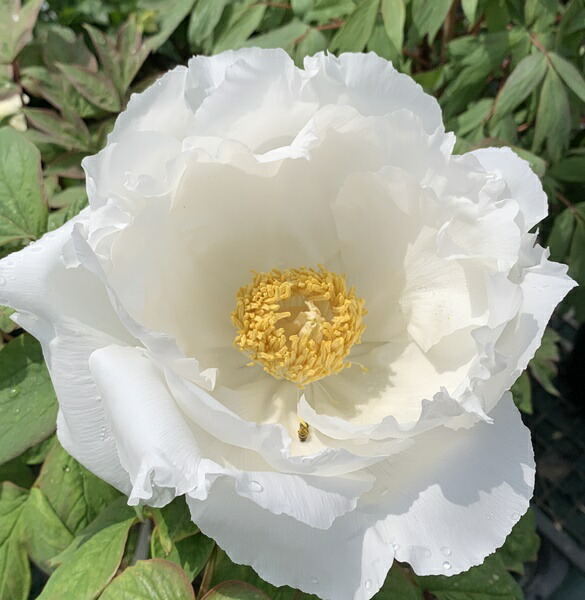 楽天市場】【現品】ボタン(牡丹) 苗木 ゴールデンアイルズ 7号 A125