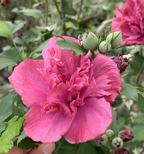 直立性の八重咲き品種 ムクゲ フレンチキャバレー 現品 ムクゲ フレンチキャバレー 現品 レッド 苗木 1 2m 千草園芸