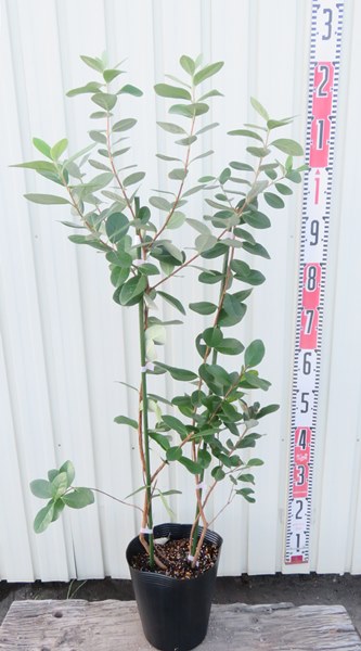 楽天市場 フェイジョア 実生苗 2本植え 7号 果樹 苗木 K9 千草園芸