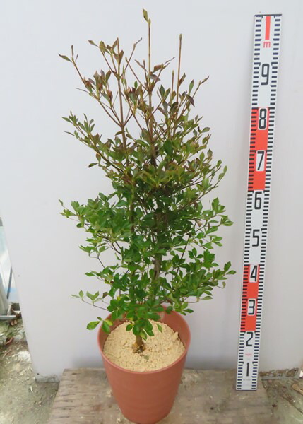 楽天市場 ドウダンツツジ 8号フレグラー鉢植え 苗木 花 紅葉が美しい庭木 鉢植えなどに 千草園芸