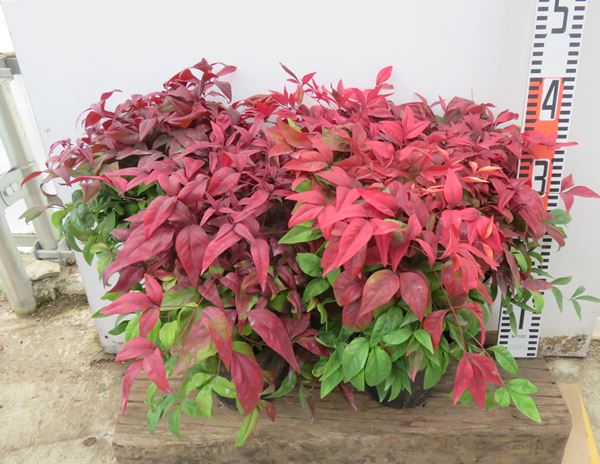 お多福南天 オタフクナンテン 苗木 5号 5個背景 B8 Ziegler Immobilier Com