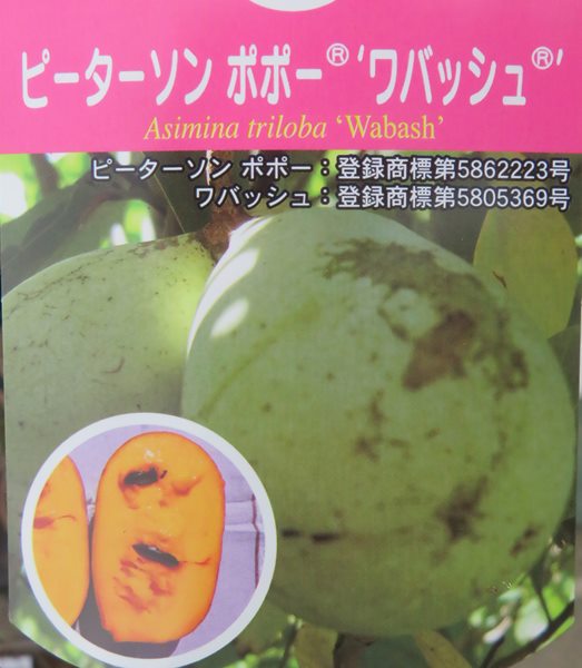 楽天市場 ポポー ワバッシュ ウォンバッシュ 接ぎ木苗 5号ピーターソンポポー 果実を楽しめる苗木 K12 千草園芸