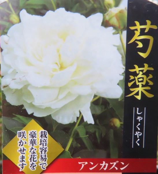 楽天市場 選べる現品発送 芍薬苗 シャクヤク アンカズン 7号苗 B 千草園芸