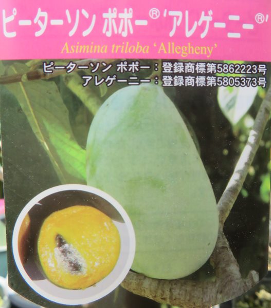 なめらかな質感で甘く濃厚 収穫量も優れ耐寒性もある 植木 現品 ポポー アレゲーニー 接ぎ木苗 ピーターソンポポー 果実を楽しめる苗木 Z01 1 千草園芸