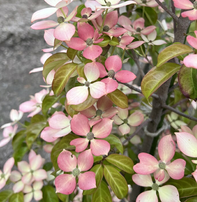 楽天市場】【現品発送】黄花常緑山法師（常緑ヤマボウシ） マウンテンムーン 苗木 株立ち 10号フレグラー鉢植え E110 : 千草園芸