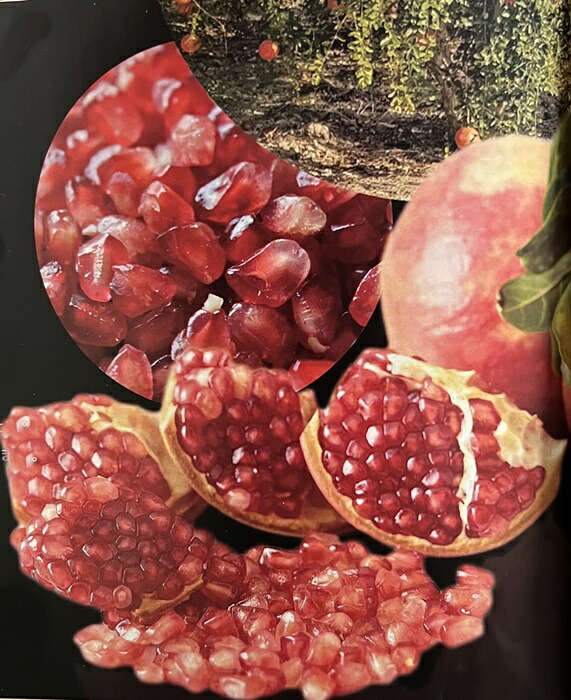 楽天市場】種無し柘榴（タネナシザクロ）苗木 5号ロングポット苗