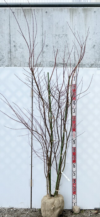 楽天市場】【現品】イロハモミジ 株立ち 苗木 樹高1.5m R385