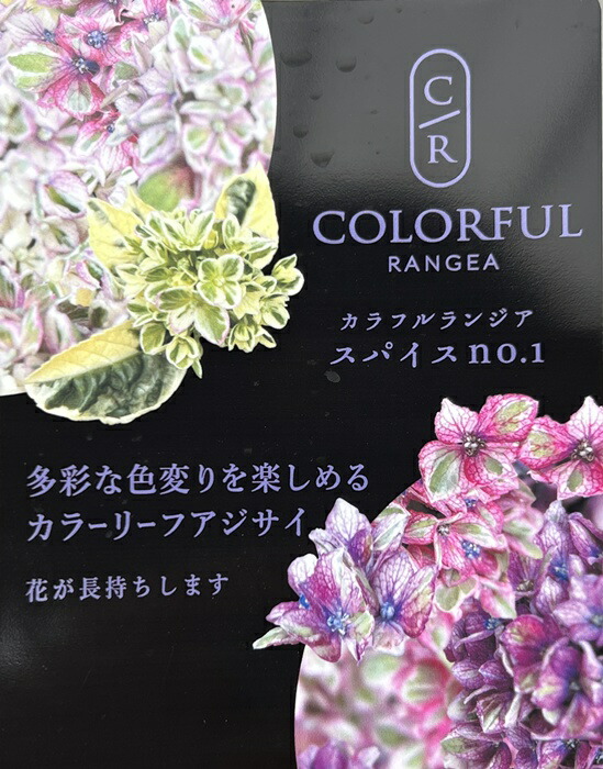 楽天市場】アジサイ カラフルランジア スパイスno.1 9cmポット 斑入り