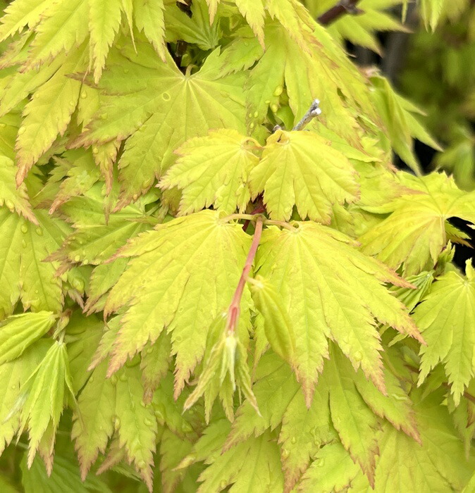 モミジです。 backend=imagemagick;version=1;