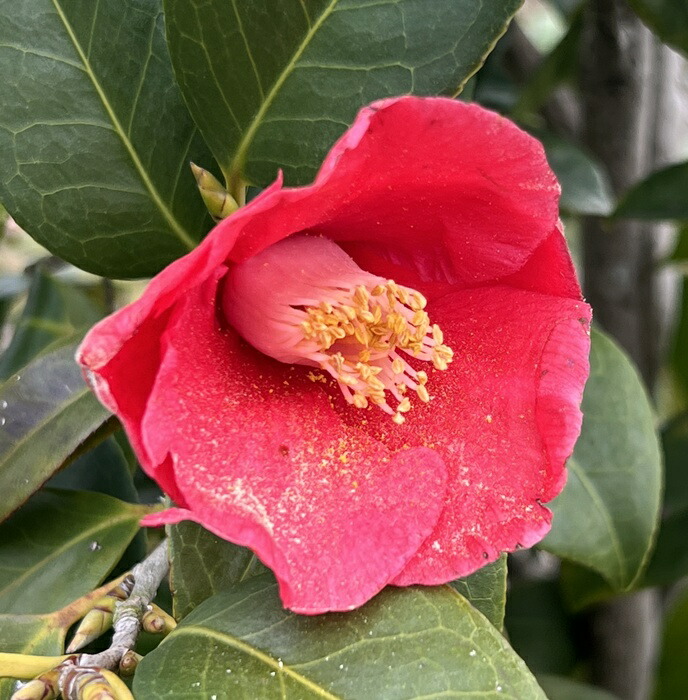 楽天市場】椿（ツバキ）雪乙女（ユキオトメ）苗木 6号(g04-3