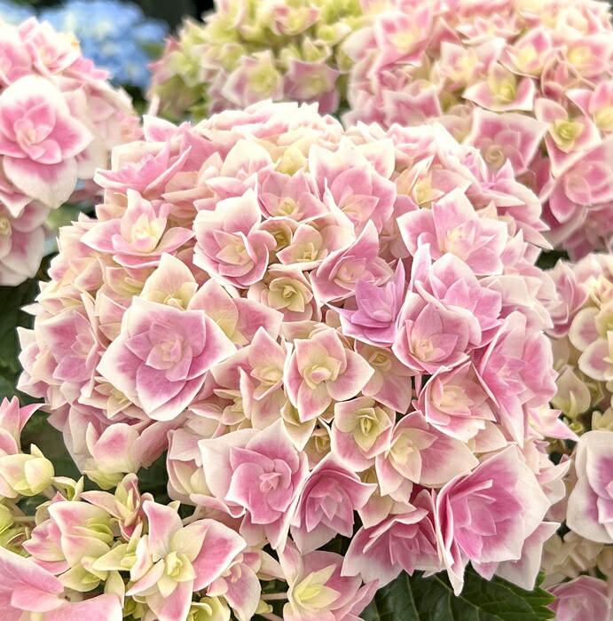 楽天市場】【開花株】アジサイ ポージィブーケ メアリー 5号 楽天市場】【開花株】アジサイ ポージィブーケ メアリー 5号