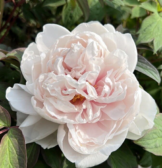 牡丹様♡ 楽天市場】ボタン(牡丹) 苗木 島大臣(シマダイジン) 7号 : 千草園芸