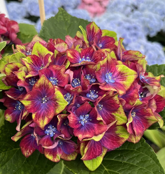 楽天市場】【開花株】アジサイ（紫陽花、あじさい） 衣純千織