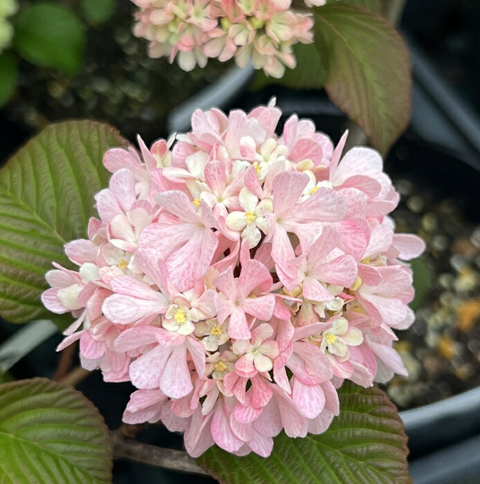 楽天市場】【選べる現品発送】オオデマリ 白花 株立ち 苗木 樹高