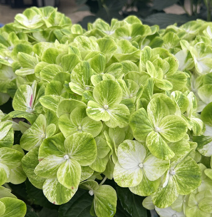 楽天市場】紫陽花 あじさい ハイドランジア 【ストロングハート】 5号