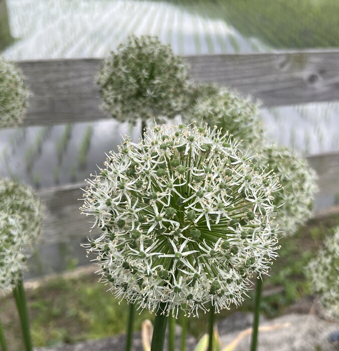 楽天市場】アリウム グラジティエーター 4.5号苗(d15) : 千草園芸