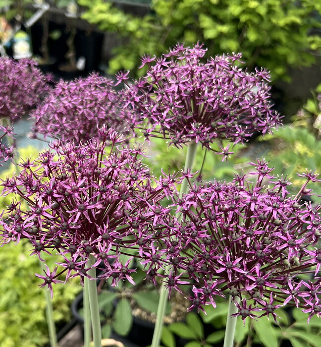 楽天市場】アリウム グラジティエーター 4.5号苗(d15) : 千草園芸