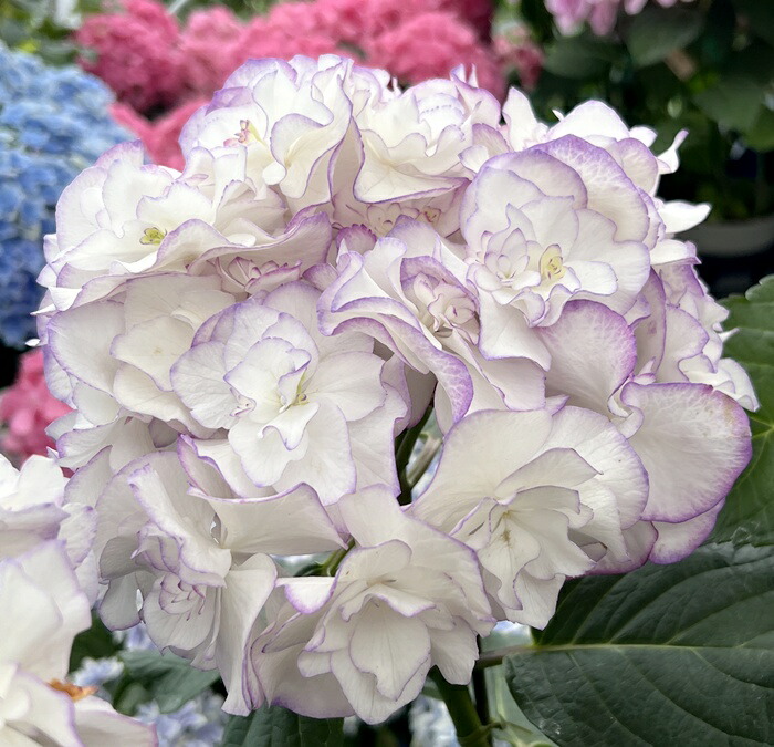 楽天市場】【開花株】アジサイ（紫陽花・あじさい）HBA バニラ