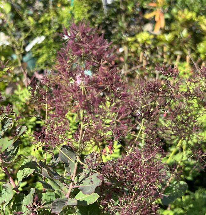 楽天市場】西洋ニンジンボク（セイヨウニンジンボク） 紫 苗木《落葉樹