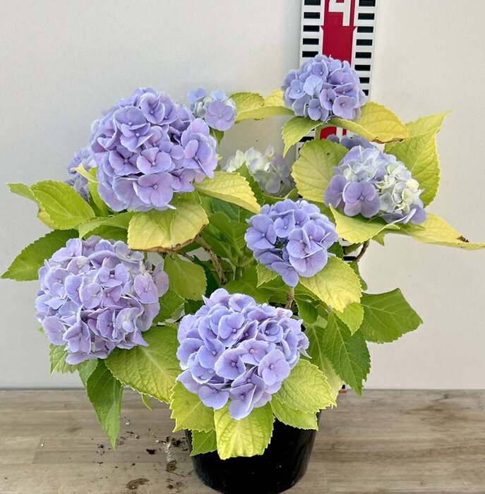 M*E様 【訳あり品】　アジサイ　育成用株　25鉢　紫陽花 楽天市場】【開花株】アジサイ（紫陽花・あじさい） モナリザ 5